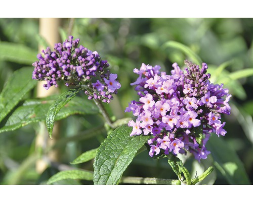 Motýlí keř, komule Davidova FloraSelf Buddleja davidii 'Pink Delight' výška 60-80 cm květináč 4,5 l