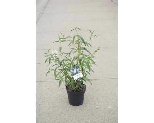 Motýlí keř, komule Davidova FloraSelf Buddleja davidii 'White Profusion' výška 60-80 cm květináč 4,5 l