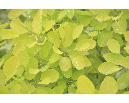Ruj vlasatá FloraSelf Cotinus coggygria 'Golden Lady' výška 40-60 cm květináč 4,5 l Detail listů rostliny
