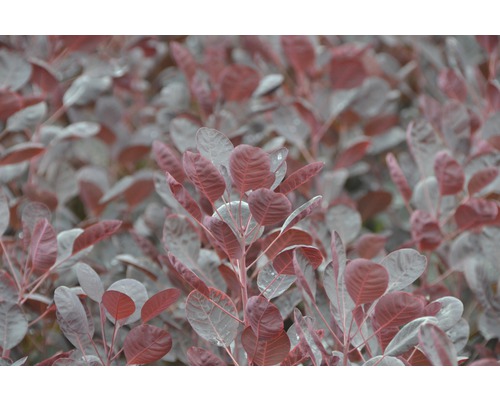 Ruj vlasatá FloraSelf Cotinus coggygria 'Lilla' výška 40-50 cm květináč 4,5 l Detail rostliny škumpy vlasaté