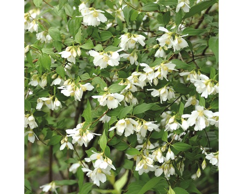 Pustoryl, jasmín zahradní, jasmín vonný FloraSelf Philadelphus 'Lemoinei' výška 60-80 cm květináč 4,5 l