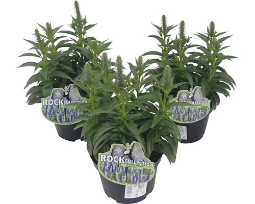 Tři rostliny Veronica spicata v květináčích