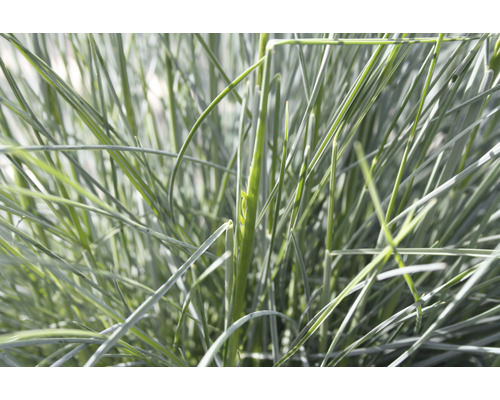 Detailní záběr kostřavy sivé