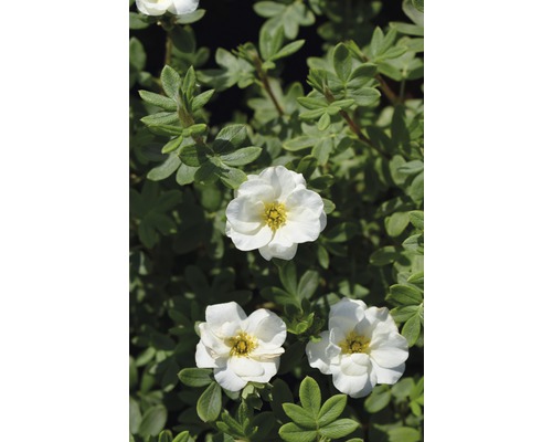 Mochnovec křovitý FloraSelf Potentilla fruticosa 'Creme Brulee' výška 30-40 cm květináč 4,5 l