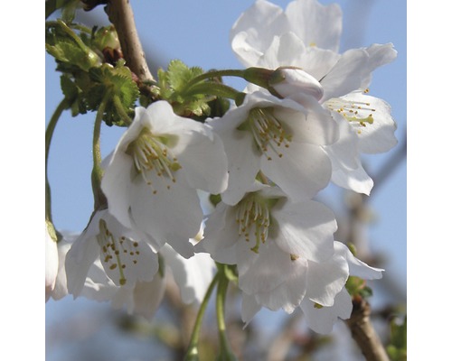 Třešeň okrasná FloraSelf Prunus incisa "Kojou-no-mai" 30-40 cm květináč 4,5 l Detailní pohled na kvetoucí větve třešně