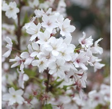 Detailní záběr třešňových květů