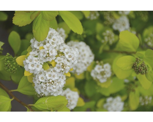 Tavolník březolistý FloraSelf Spiraea betulifolia 'Tor Gold' výška 25-30 cm květináč 4,5 l