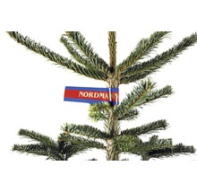 Jedle kavkazská s etiketou