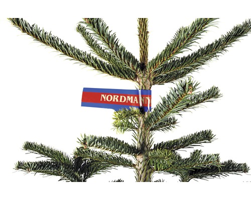 Jedle kavkazská s etiketou