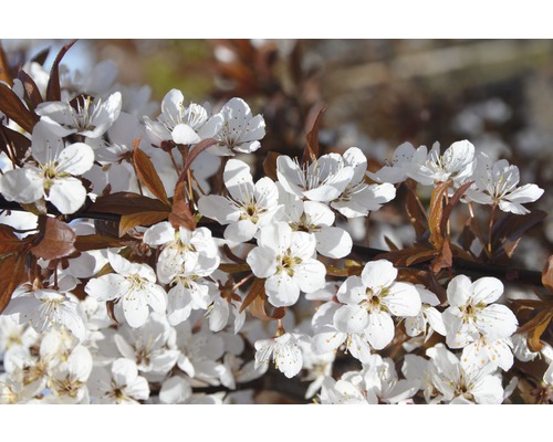 Třešeň okrasná FloraSelf Prunus cerasifera 'Crimson Pointe' výška 60-80 cm květináč 6 l Třešeň okrasná FloraSelf Prunus cerasifera 'Crimson Pointe' výška 60-80 cm květináč 6 l