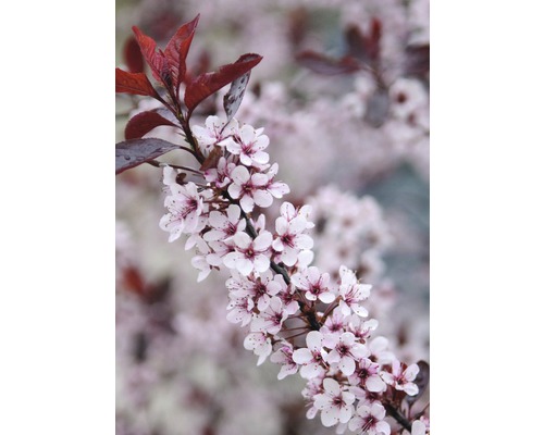 Slivoň trpasličí myrobalán FloraSelf Prunus cistena 60-80 cm květináč 6 l