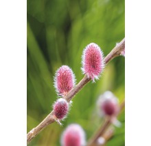 Vrba FloraSelf Salix gracilistyla 'Mount Aso' výška 40-60 cm květináč 6 l