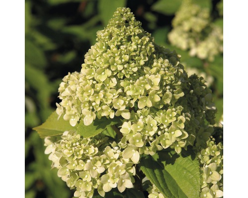 Hortenzie latnatá FloraSelf Hydrangea paniculata 'Kilimanjaro' výška 50-60 cm květináč 6 l