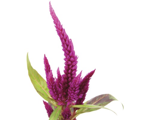 Snímek rostliny Celosia