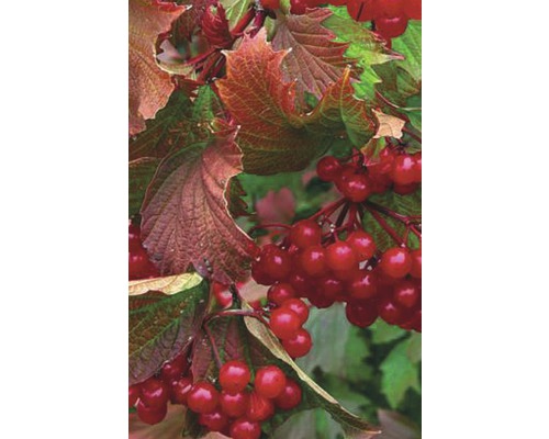 Kalina klikvová FloraSelf Viburnum trilobum 'Bailey Compact'® výška 40-50 cm květináč 6 l