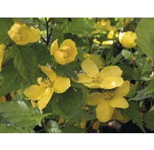 Zákula japonská FloraSelf Kerria japonica 'Golden Guinea' výška 80-100 cm květináč 10 l