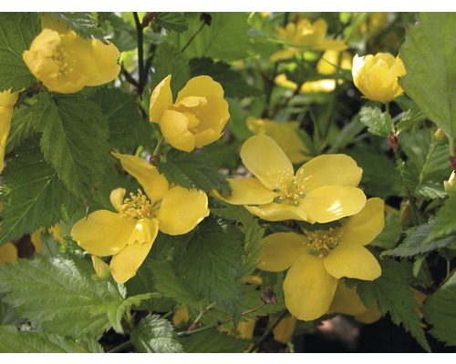 Zákula japonská FloraSelf Kerria japonica 'Golden Guinea' výška 80-100 cm květináč 10 l