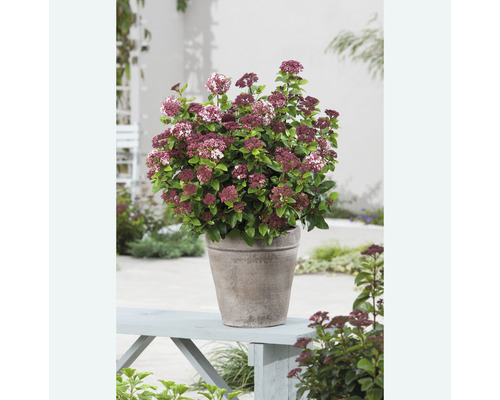 Rozchodník v květináči na zahradní lavici