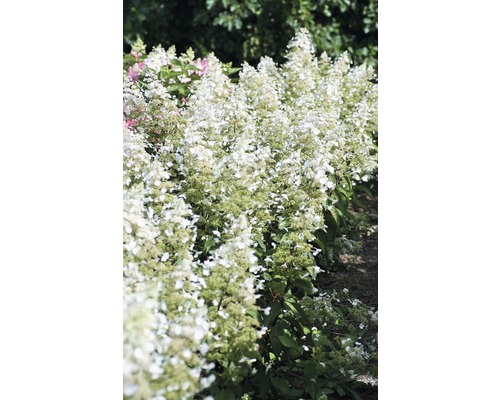 Hortenzie latnatá FloraSelf Hydrangea paniculata 'Magical Himalaya' výška 100-125 cm květináč 18 l Hortenzie latnatá FloraSelf Hydrangea paniculata 'Magical Himalaya' výška 100-125 cm květináč 18 l