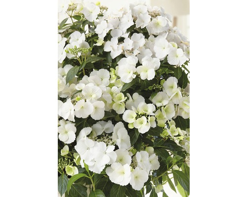 Hortenzie FloraSelf Hydrangea Runaway Bride ® 'Snow White' výška 50-60 cm květináč 6 l