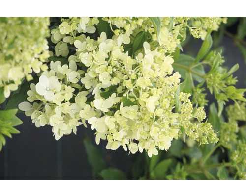 Hortenzie latnatá FloraSelf Hydrangea paniculata 'Magical Matterhorn' výška 50-60 cm květináč 6 l