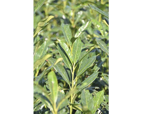 Bobkovišeň lékařská Elly FloraSelf Prunus laurocerasus 'Elly'® 60-80 cm click-květináč Detailní pohled na vavřínovou rostlinu