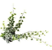 Břečťan FloraSelf Hedera helix 'White Wonder' 20-35 cm Ø 13 cm květináč