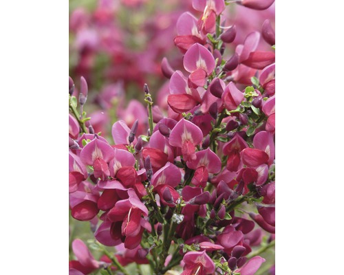 Janovec metlatý červený kmínek 80 cm FloraSelf Cytisus praecox 'Windlesham Ruby' celková výška 100-110 cm květináč 18 l