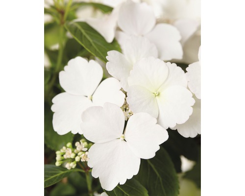 Hortenzie FloraSelf Hydrangea Runaway Bride ® 'Snow White' výška 40-50 cm květináč 3,5 l