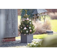 Zdobený jehličnan v květináči pro venkovní použití