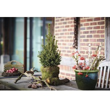 Dekorativní aranžmá se smrkem, bobulemi a dřevem na stole