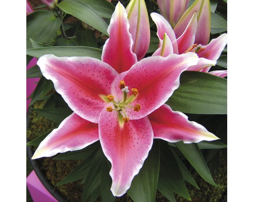 Detailní záběr květu lilie s růžovými okvětními lístky