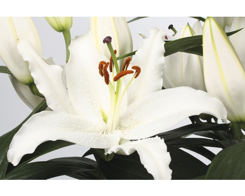 Detail bílého květu lilie se zelenými listy