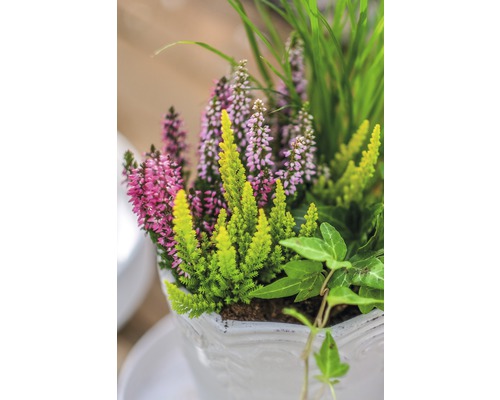 Květináč s vřesem a zelenými rostlinami