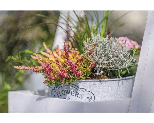 Okrasné vřesy v kovovém kbelíku s nápisem Květiny