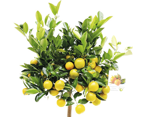 Mandarinkovník s plody a zelenými listy