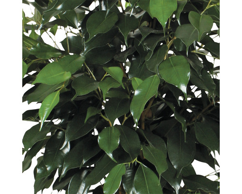 Detailní pohled na pokojovou rostlinu se zelenými listy.