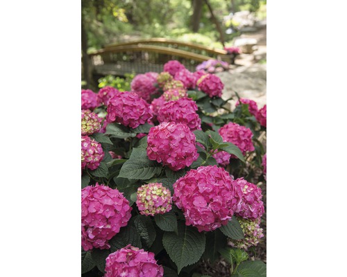 Záhon hortenzií s dřevěným mostem v pozadí