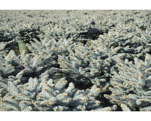 Mnoho malých smrků pichlavých v květináčích