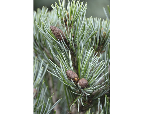 Detail borovice limby s jehlicemi a šiškami