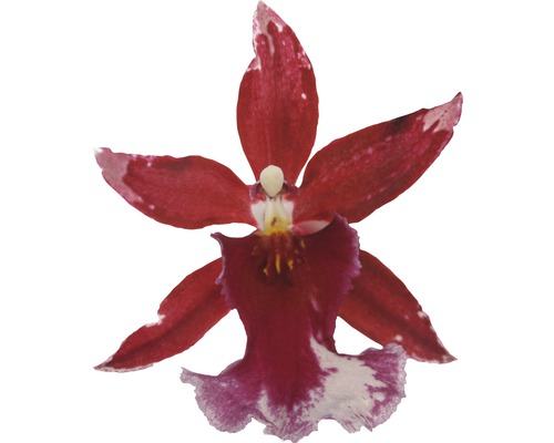 Samotný květ orchideje