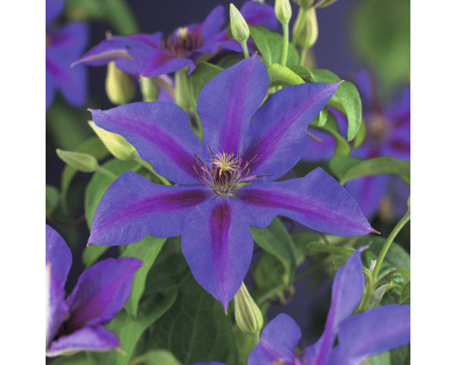 Plamének FloraSelf Clematis-kultivar 'Mrs. N. Thompson' 50-70 cm květináč 2,3 l Detail modré plaménky s fialovými pruhy