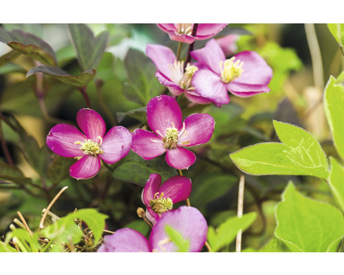 Plamének horský FloraSelf Clematis montana 'Van Gogh' 40-70 cm květináč 2,3 l Detail popínavek s purpurovými květy a zelenými listy.