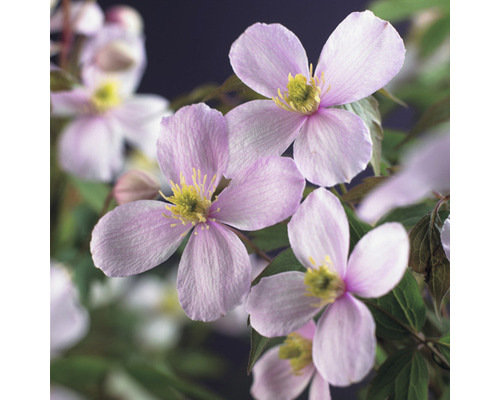 Plamének horský FloraSelf Clematis montana 'Rubens' cca 90 cm květináč 2,3 l Detailní pohled na květy plaménku se žlutými tyčinkami