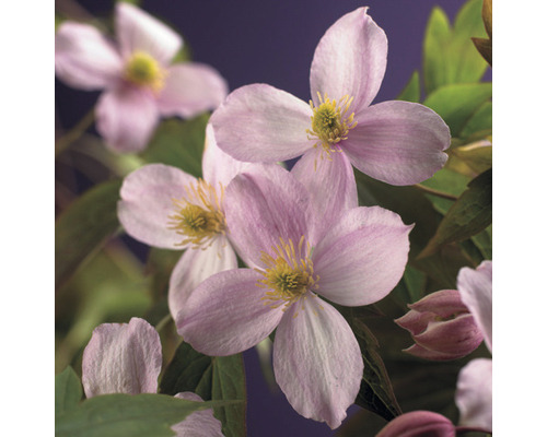 Plamének horský FloraSelf Clematis montana 'Mayleen' cca 90 cm květináč 2,3 l Detailní záběr květů plaménku s žlutými tyčinkami