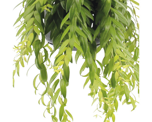 Závěsná rostlina se zelenými listy v květináči