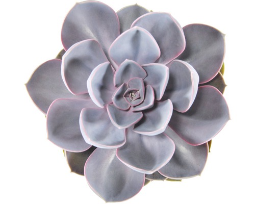 Detail rostliny netřesk