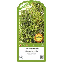 Štítek bobkovišně Prunus lusitanica ''Angustifolia'' s informacemi o vlastnostech a péči