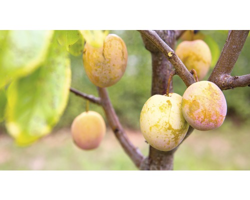 Slivoň mirabelka sloupovitá BIO FloraSelf Bio Prunus domestica Starline® 'Aprimira' 120-150 cm květináč 7,5 l
