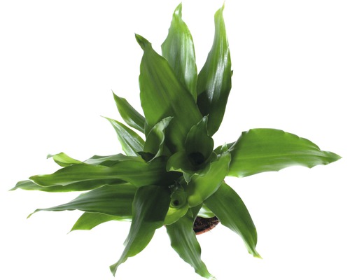 Zamiokulkas pokojová rostlina v květináči